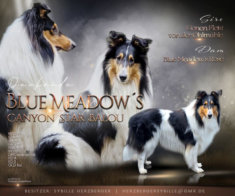 Rudencollage Canyon Star Balou 2026 Final1