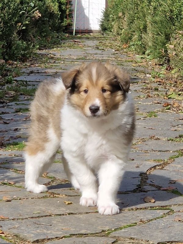 Savannah 14.1024 3