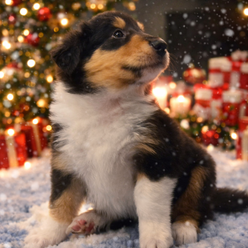 Galahads Pride 16.12