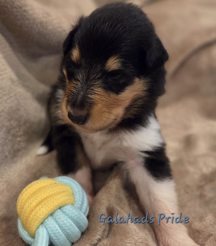 Galahads Pride 2025 11 24 14 25