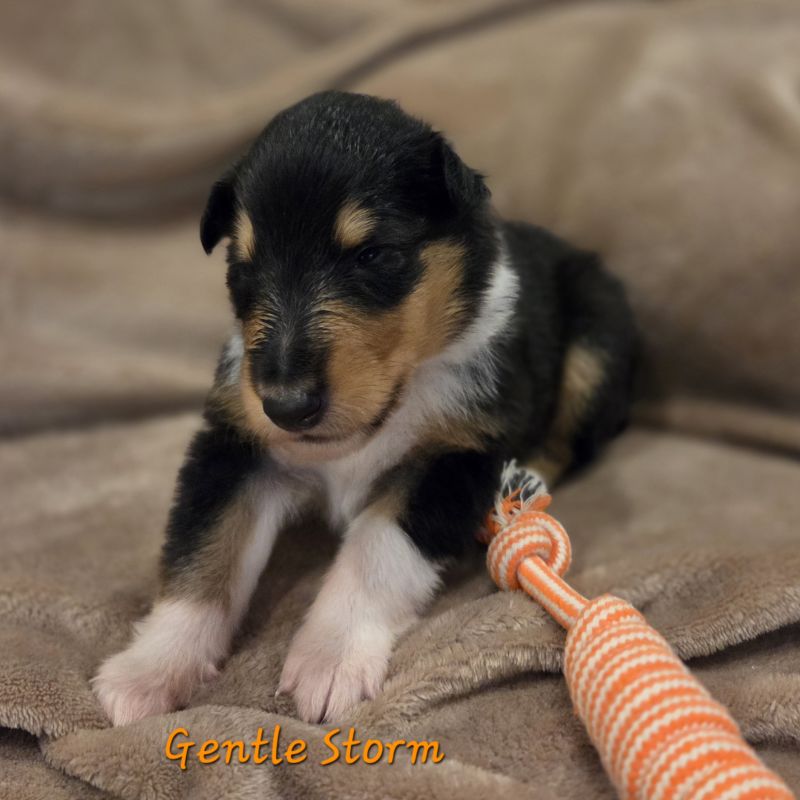 Gentle Storm 2025 11 24 14 28