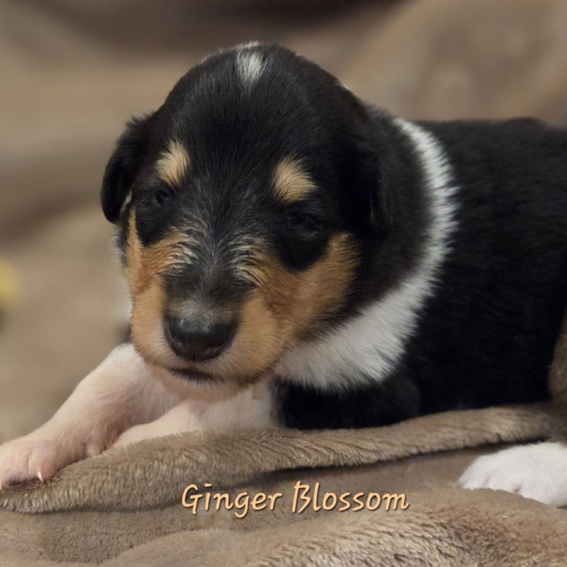 Ginger Blossom 2025 11 24 14 21