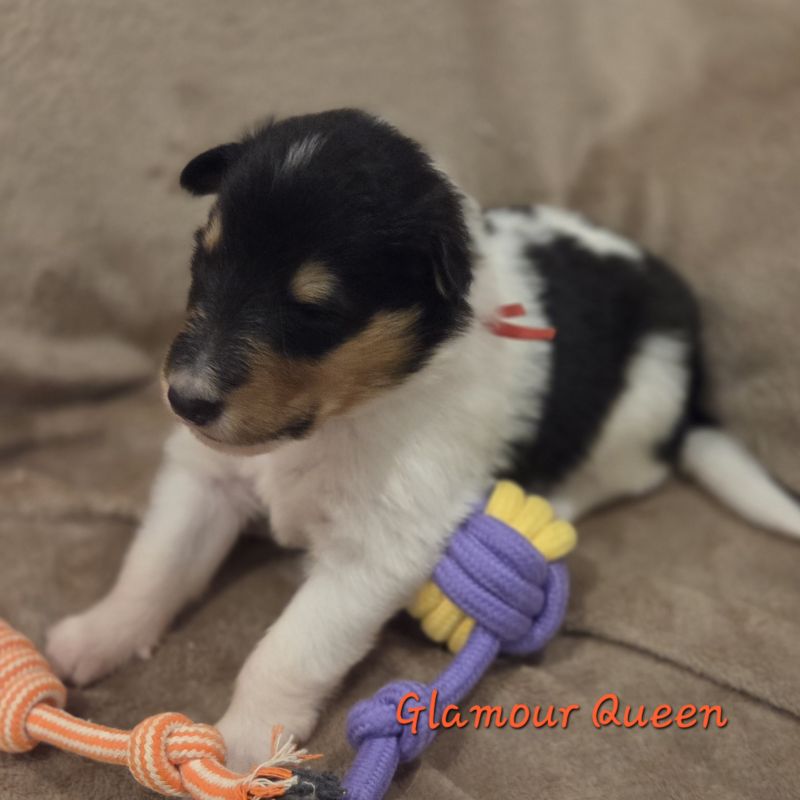 Glamour Queen 2025 11 24 19 25