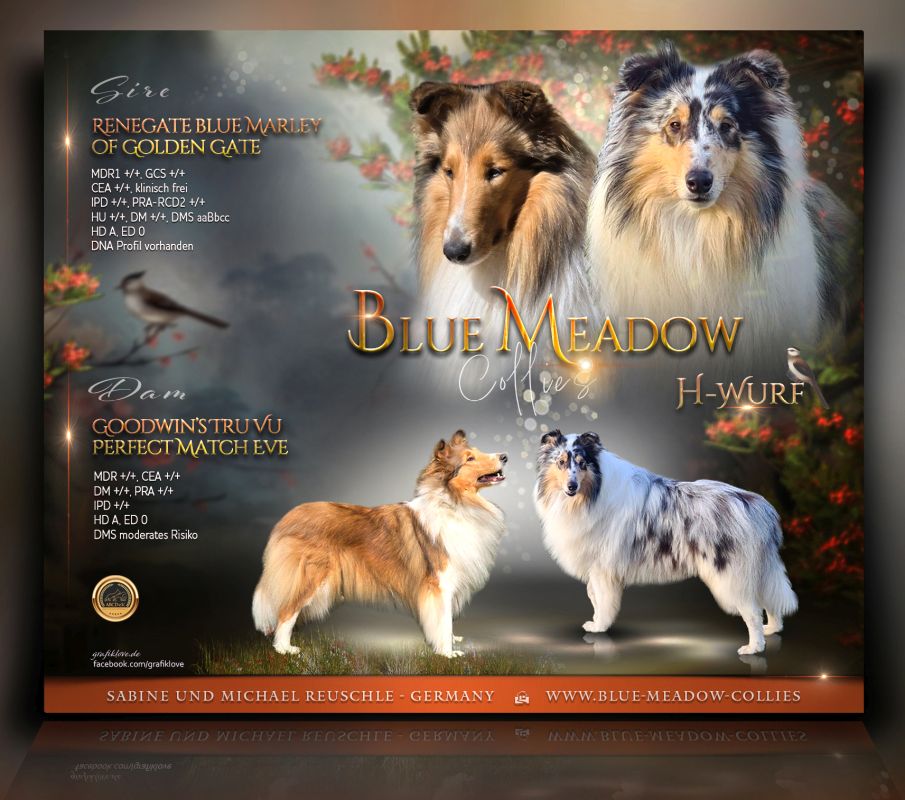 Wurfmeldung 2026 Bluemeadow Final