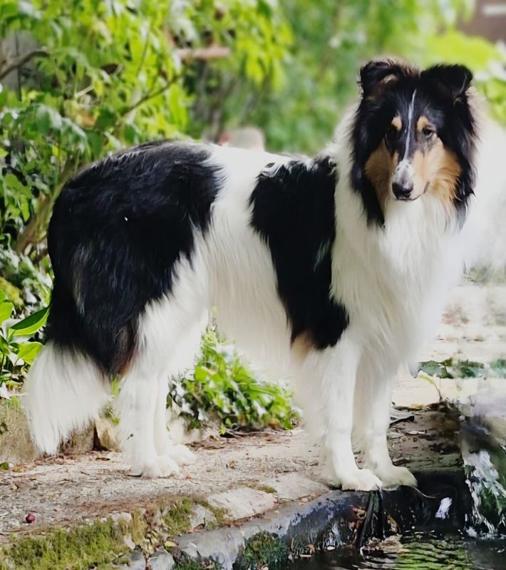 Balou 1